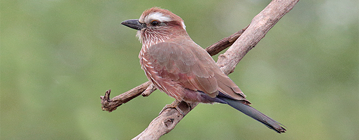 Rufous-crowned Roller