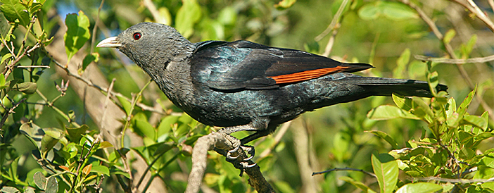 White-billed Starling