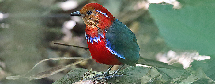 Blue-banded Pitta