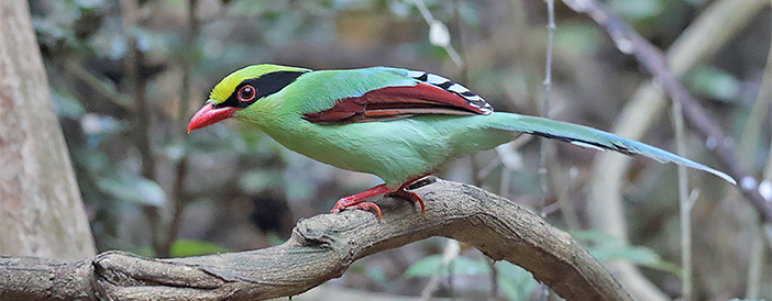 Common Green-magpie