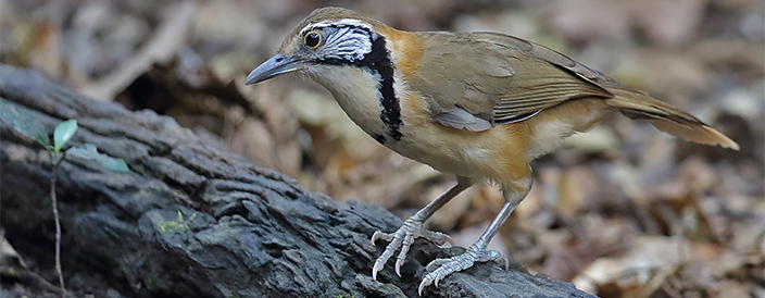 Greater Necklaced Laughingthrush