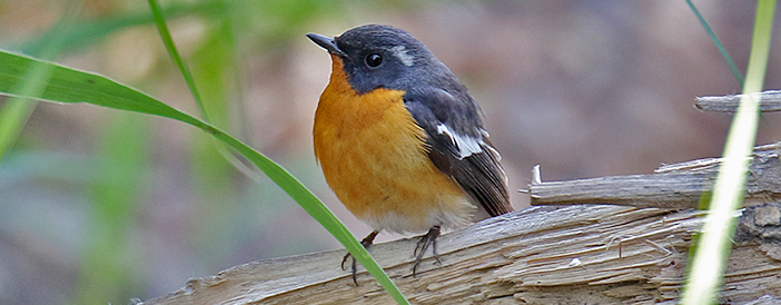 Mugimaki Flycatcher