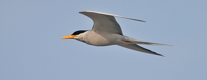 River Tern