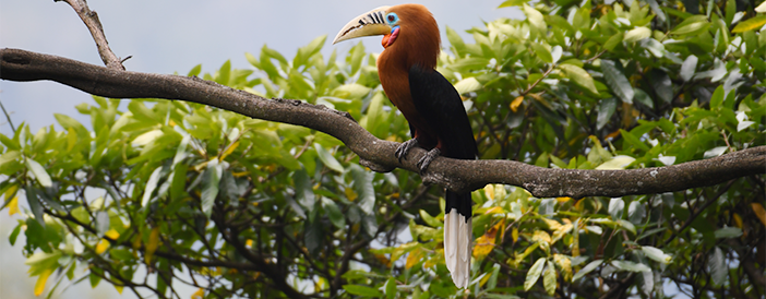 Rufous-necked Hornbill