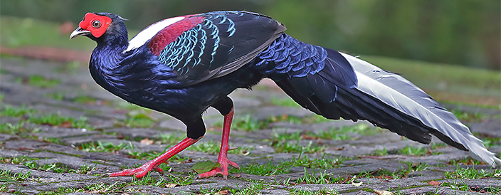 Swinhoe's Pheasant