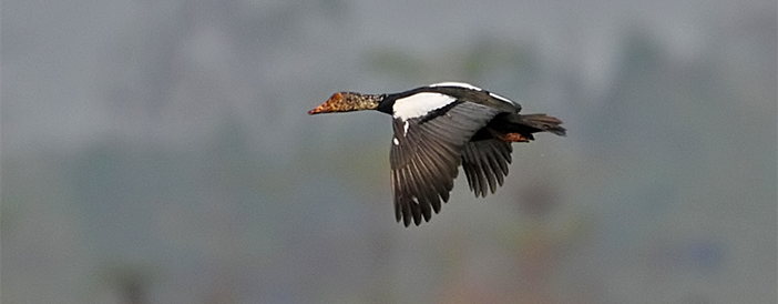 White-winged Duck