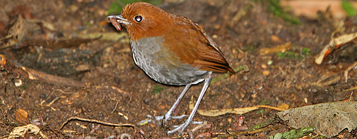 Bicoloured Antpitta