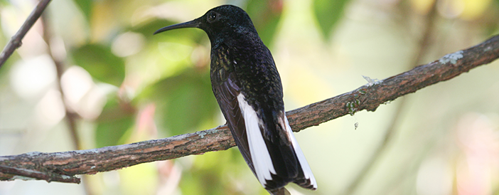 Black Jacobin