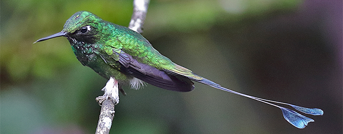 Booted Racket-tail