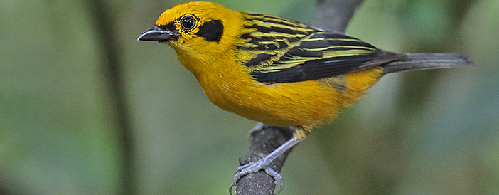 Golden Tanager