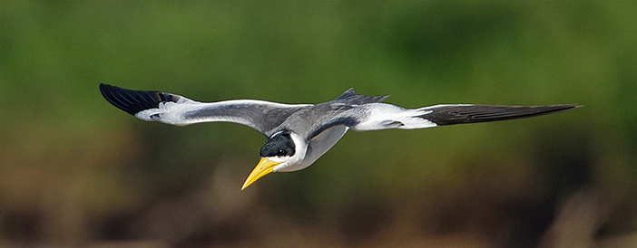 Large-billed Tern