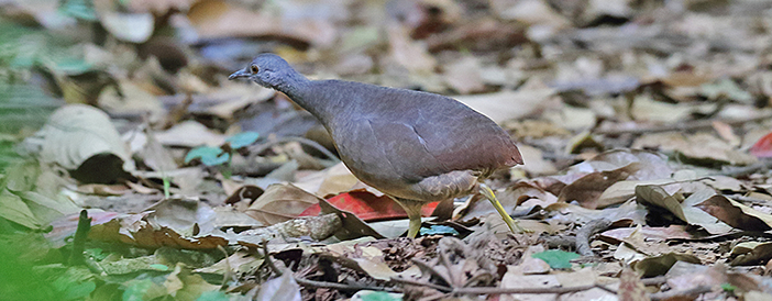 Little Tinamou