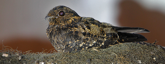 Lyre-tailed Nightjar