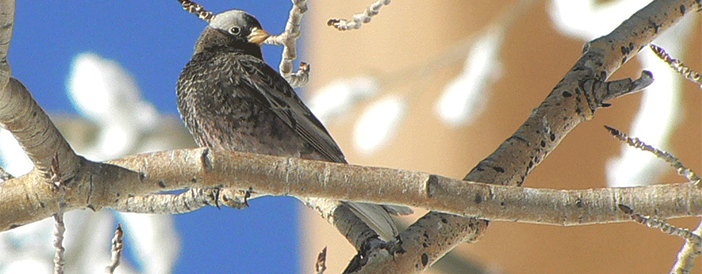 Black Rosy-finch