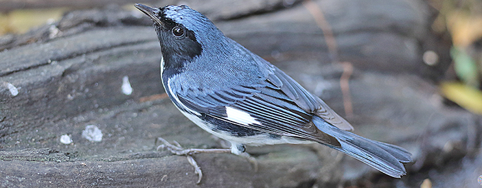 Black-throated Blue Warbler