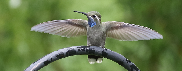 Blue-throated Hummingbird