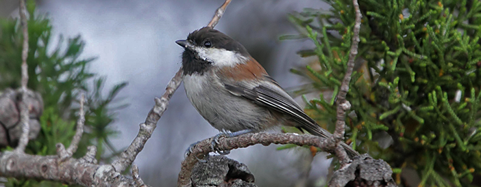 Chestnut-backed Chickadee
