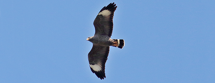 Cuban Black-hawk