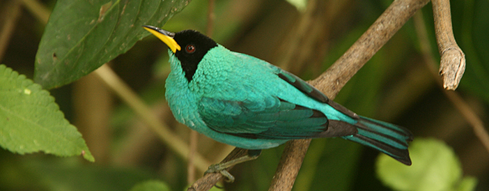 Green Honeycreeper