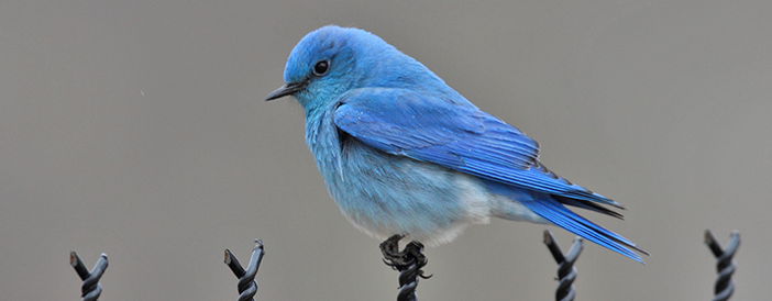 Mountain Bluebird