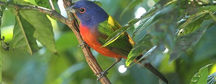 Painted Bunting