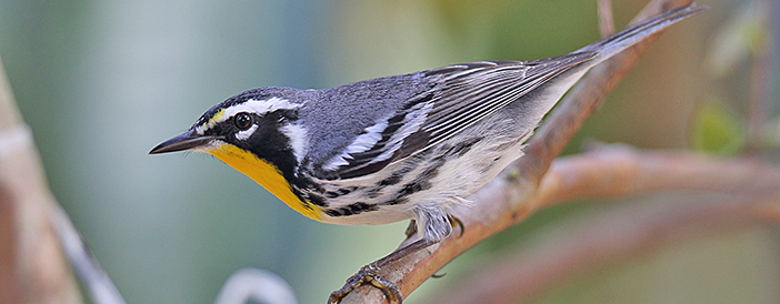 Yellow-throated Warbler