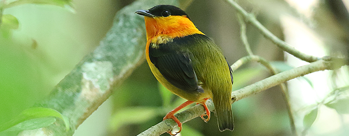 Orange-collared Manakin