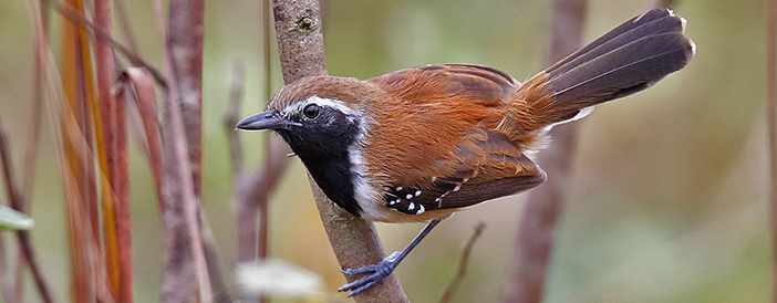 Rusty-backed Antwren