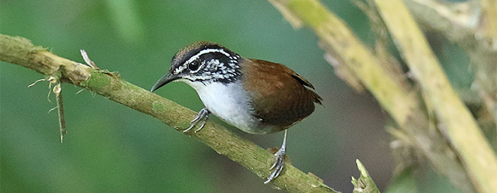 White-breasted Wood-wren
