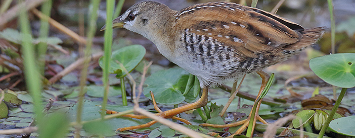 Yellow-breasted Crake