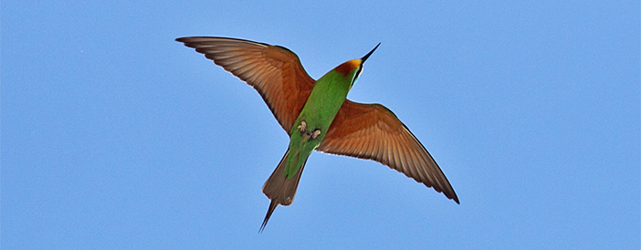Blue-cheeked Bee-eater
