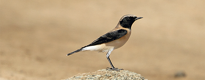 Cyprus Wheatear
