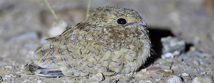 Golden Nightjar