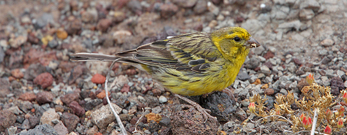 Island Canary