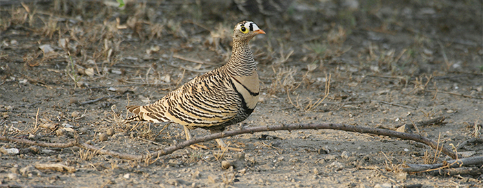 Lichtenstein's Sandgrouse