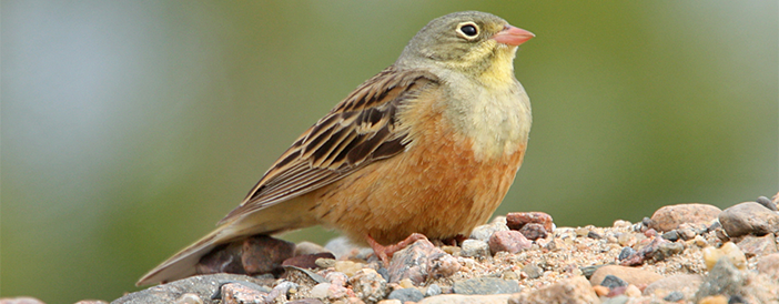 Ortolan Bunting