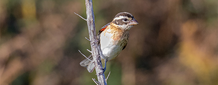 Rose-breasted Grosbeak