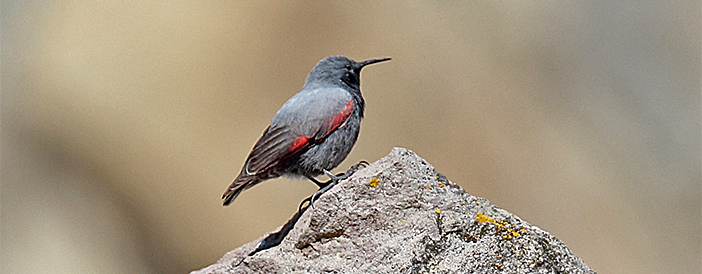 Wallcreeper