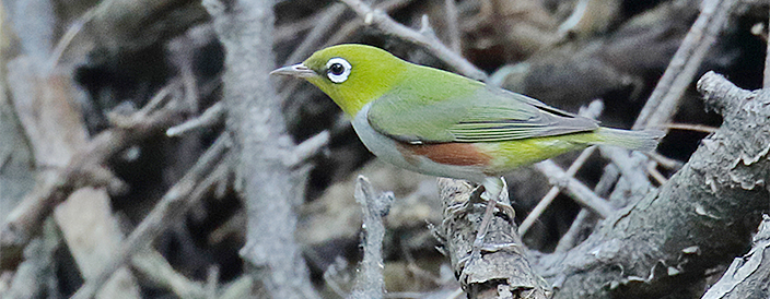 Chestnut-flanked White-eye