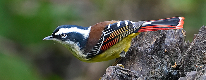 Red-tailed Minla