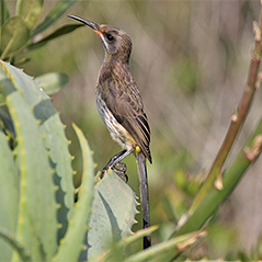 Cape Sugarbird