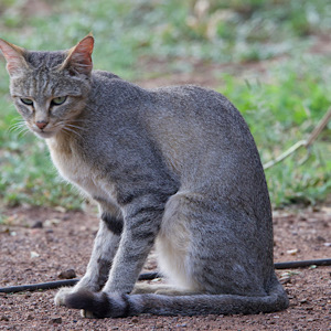 African Cat