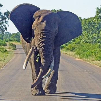 African Elephant