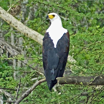 African Fish-eagle