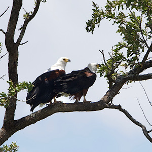 African Fish-eagle