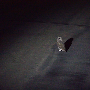 African Grass-owl