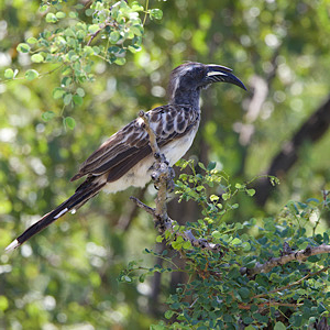 African Grey Hornbill