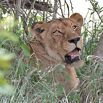 African Lion