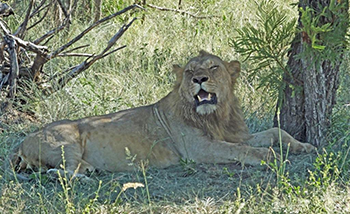 African Lion