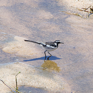 African Pied Wagtail